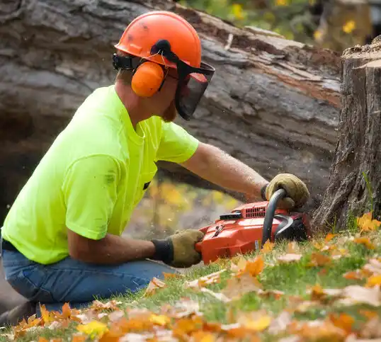 tree services Quaker City